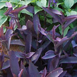 Purple Heart