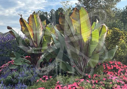 Ensete Maurelii - Red Banana