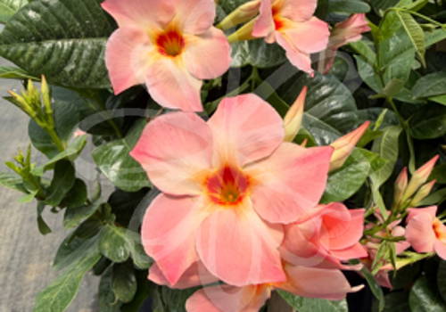 Mandevilla Sun Parasol Giant Peach Sunrise