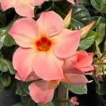 Tropical & Accent Mandevilla Sun Parasol Giant Peach Sunrise