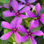 Soiree Kawaii Blueberry Kiss