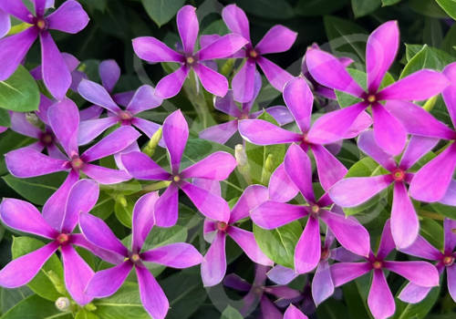 Soiree Kawaii Blueberry Kiss