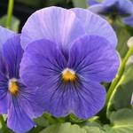Viola ColorMax Blue True