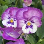 ColorMax Lavender Flash