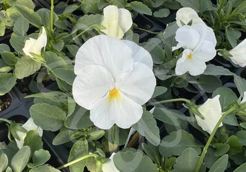 ColorMax White Clear