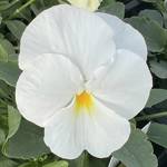 ColorMax White Clear