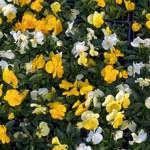 Viola Flintwood Mix Daffodil