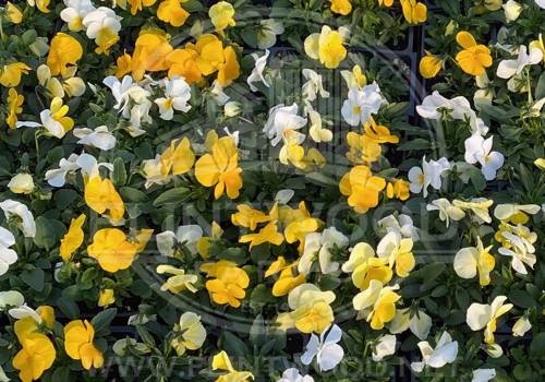 Flintwood Mix Daffodil